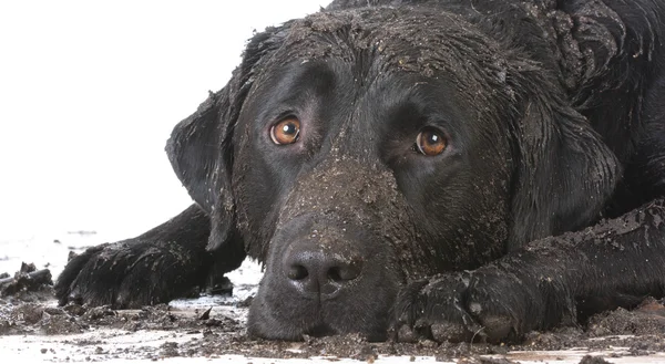 Dirty muddy dog — Stock Photo, Image