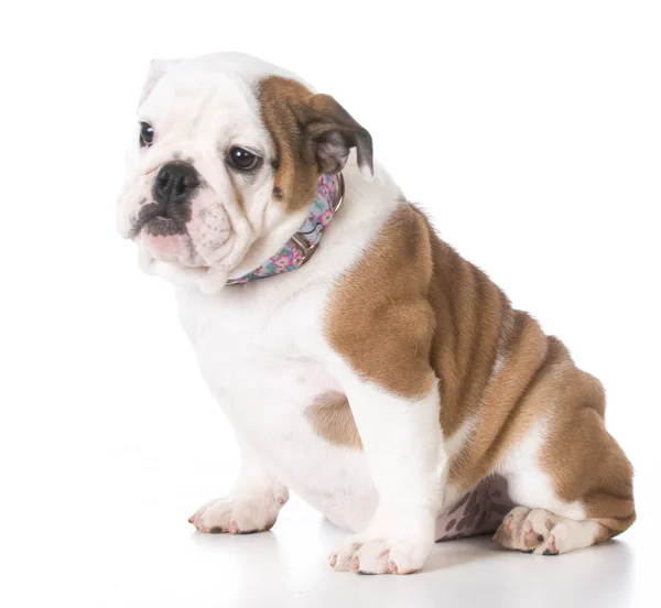 Çok güzel bulldog köpek yavrusu — Stok fotoğraf