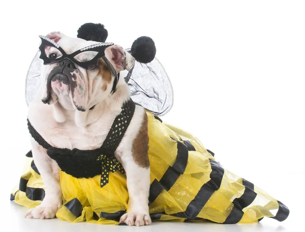 Hund bär en bee-kostym — Stockfoto