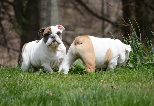 Dois cachorros brincando fora — Fotografia de Stock