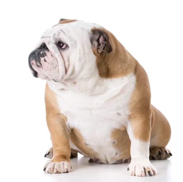 İngilizce bulldog erkek — Stok fotoğraf