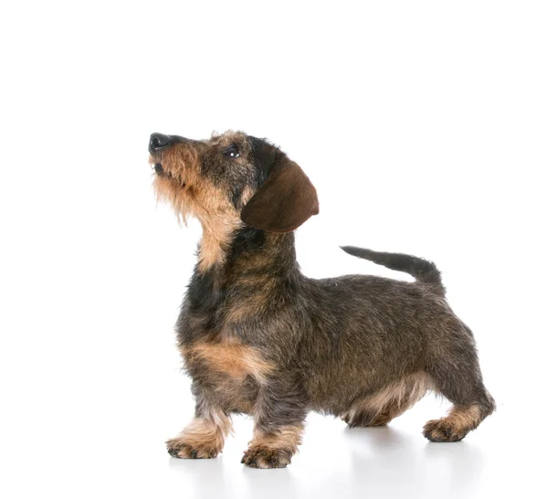 Minyatür wirehaired dachshund — Stok fotoğraf