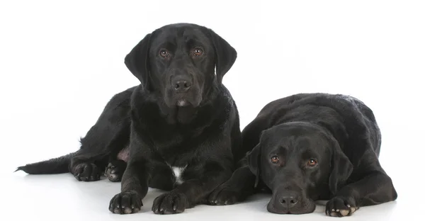 Two black labrador retrievers — Stock Photo, Image