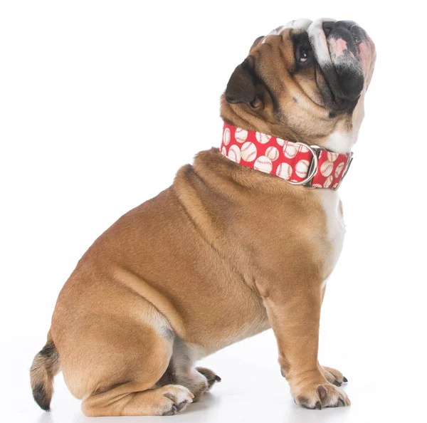 English bulldog sitting — Stock Photo, Image