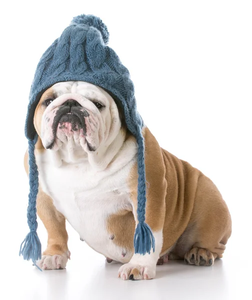 Pies w kapeluszu, zima — Zdjęcie stockowe