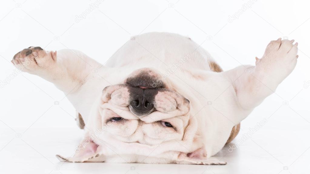 Dog laying upside down — Stock Photo © willeecole 124857336