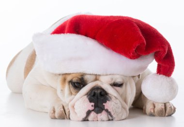 Bulldog giyen Noel Baba şapkası 