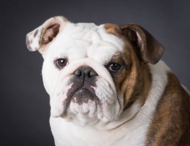 İngilizce bulldog portre