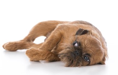 Brussels griffon köpek yavrusu