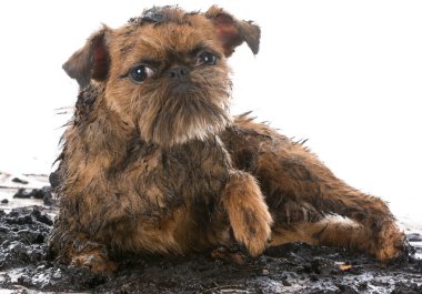 kirli çamurlu köpek