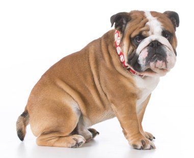 İngilizce bulldog oturma
