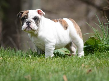 Dışarıda oynayan köpek