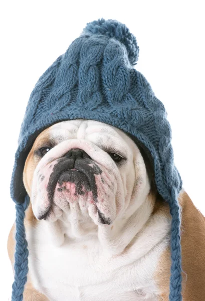 Perro usando un sombrero de invierno — Foto de Stock