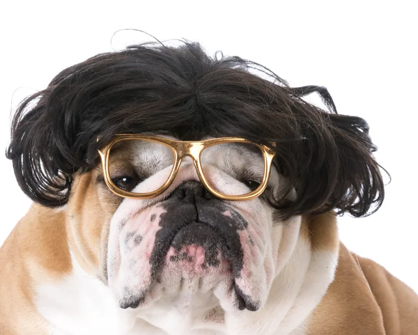 Dog wearing wig and glasses — Stock Photo, Image