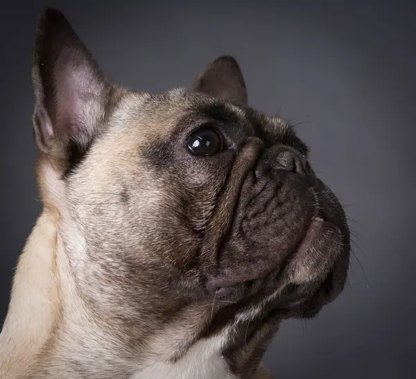 Retrato bulldog francês — Fotografia de Stock