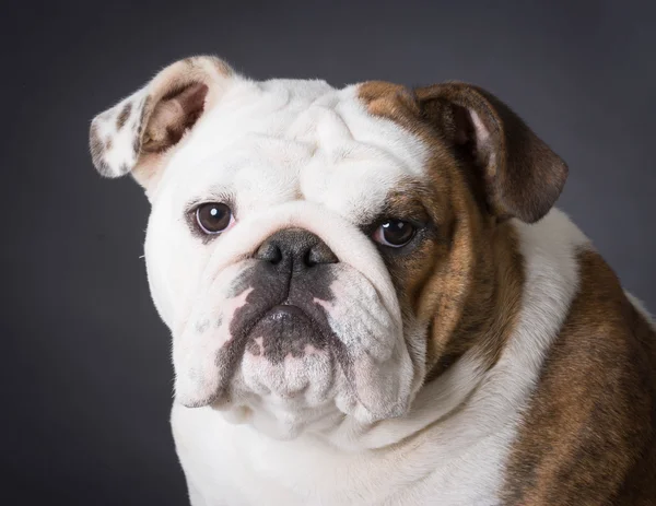 Engels bulldog portret — Stockfoto