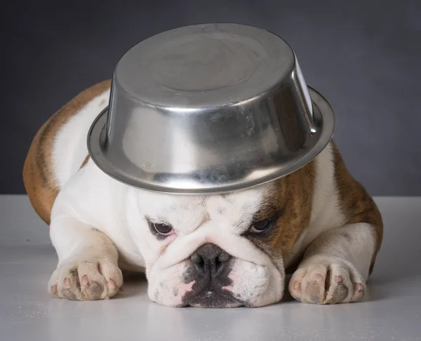Perro con plato de comida en la cabeza — Foto de Stock