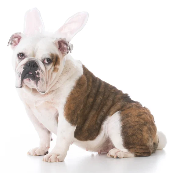 Hund bär bunny öron — Stockfoto