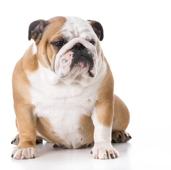 Anglais bulldog femelle — Photo