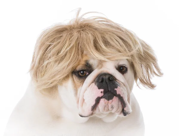 Perro vistiendo peluca — Foto de Stock