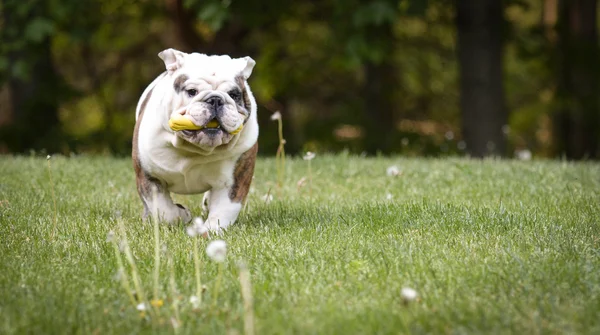 外の玩具で遊ぶ犬 — ストック写真