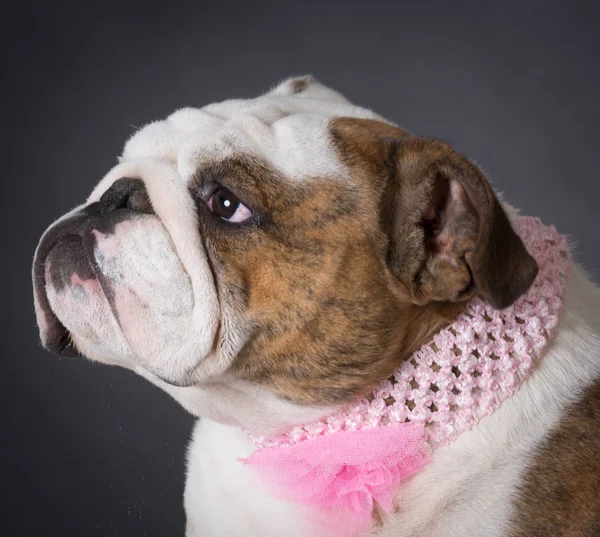 Kvinnliga engelska bulldog — Stockfoto