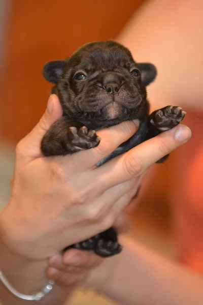 Hands holding newborn puppy — Stock Photo, Image