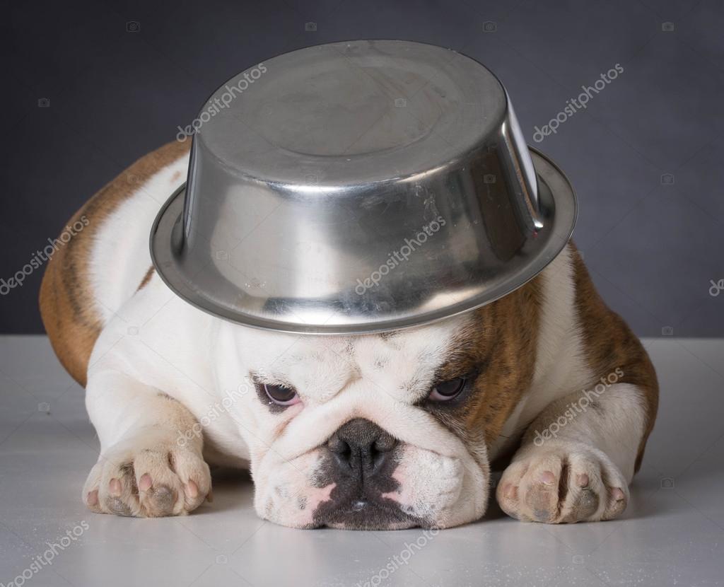 hund wackelt mit dem kopf