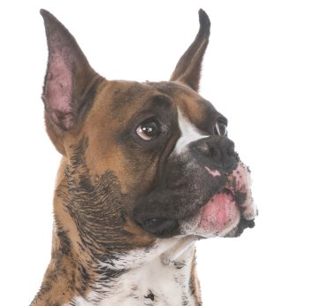 kirli çamurlu köpek