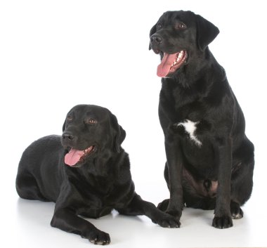 Siyah labrador Retriever