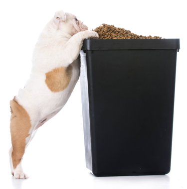 yiyecek için yalvarmak bulldog