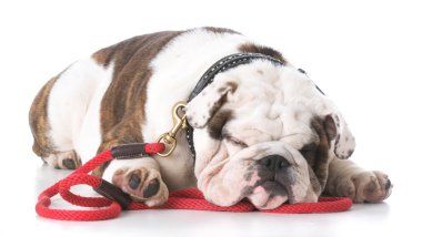 yere bırakmasını bulldog