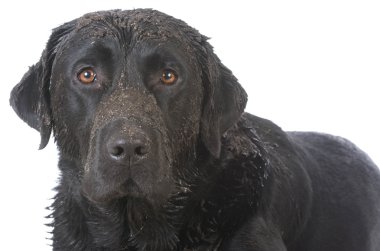 kirli çamurlu köpek