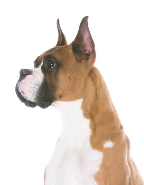 Köpek yerde oturuyor.