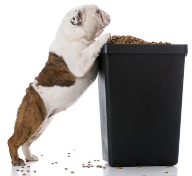 yiyecek için yalvarmak bulldog