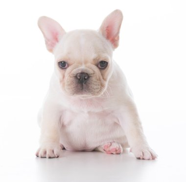 katta oturan bulldog köpek yavrusu