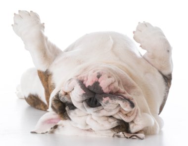 yere bırakmasını bulldog