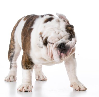 Bulldog ayakta katta