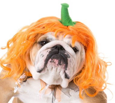 İngilizce bulldog portre