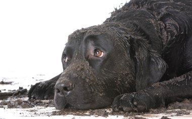 kirli çamurlu köpek