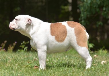İngilizce bulldog çim 