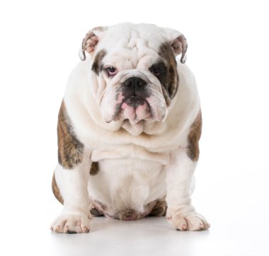 İngilizce bulldog yavrusu