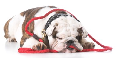 yere bırakmasını bulldog