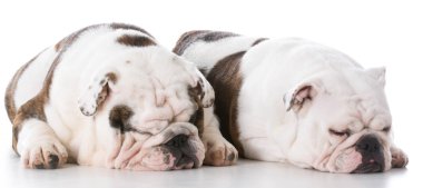 İngilizce bulldogs döşeme 
