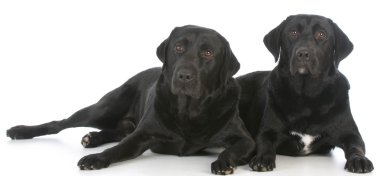Siyah labrador Retriever