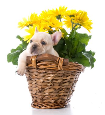 Fransız bulldog köpeği.