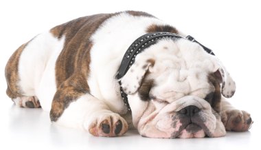 yere bırakmasını bulldog