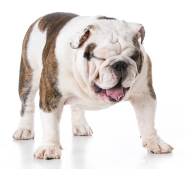İngilizce bulldog yavrusu