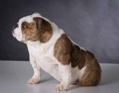İngilizce bulldog yavrusu