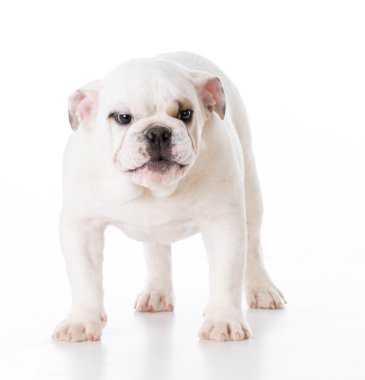 İngilizce bulldog yavrusu